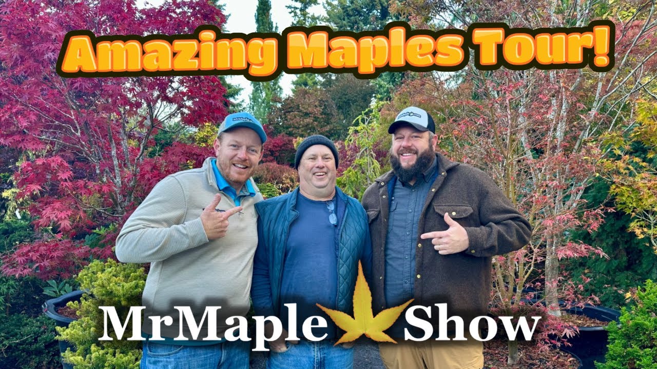 Amazing Maples & Crazy Conifers Garden Tour | Japanese Maples at the home of Charlie Morgan !