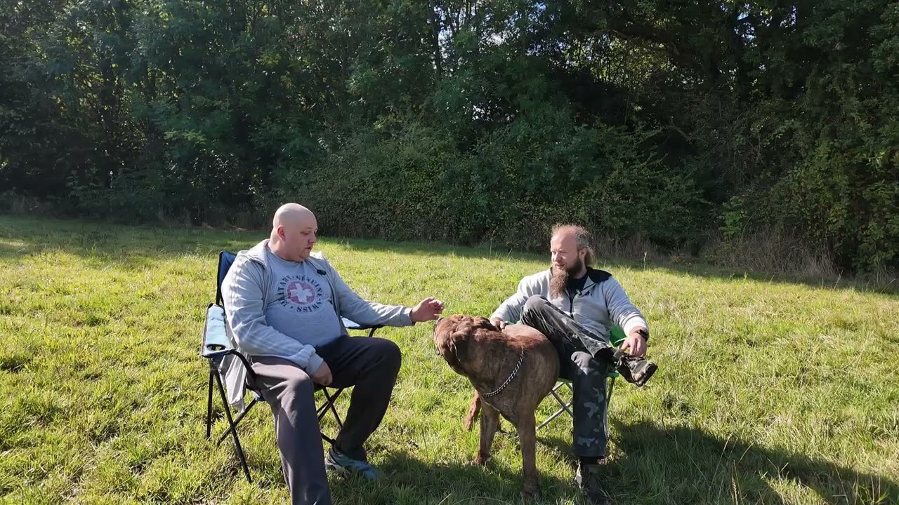 Bullmastiff - oczami przewodnika
