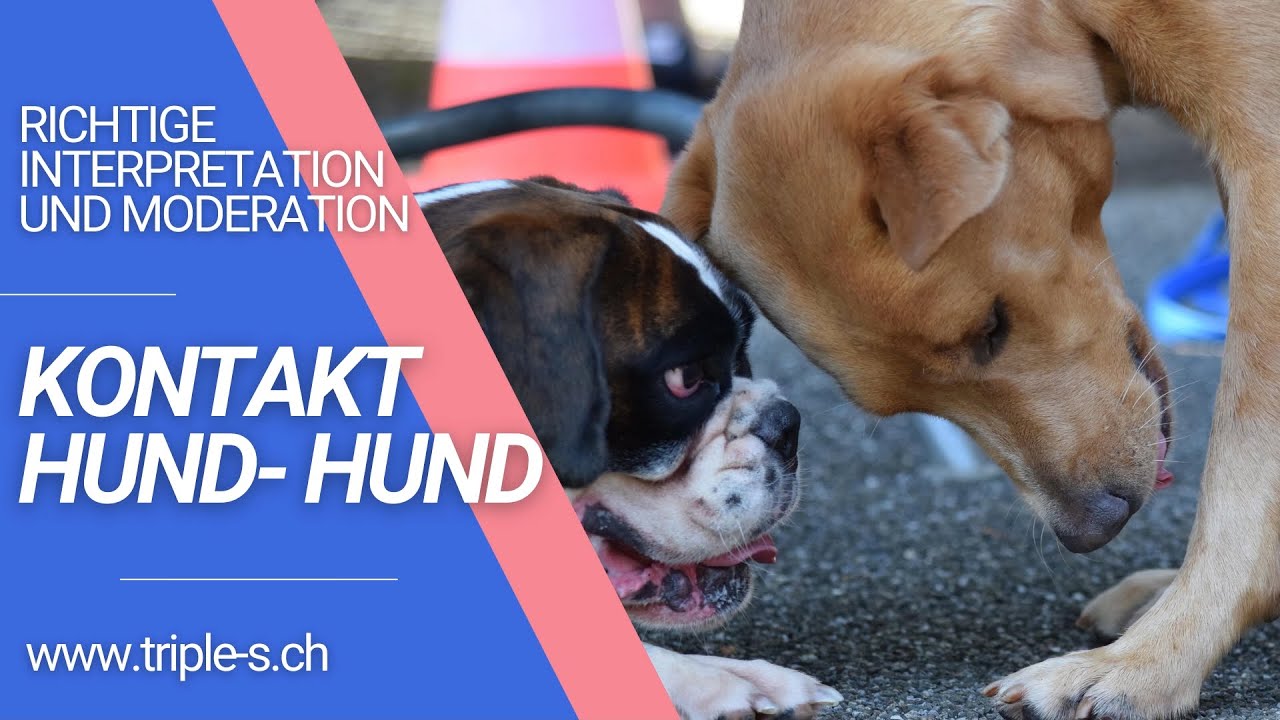 Kontakt Hund-Hund Clip.mp4