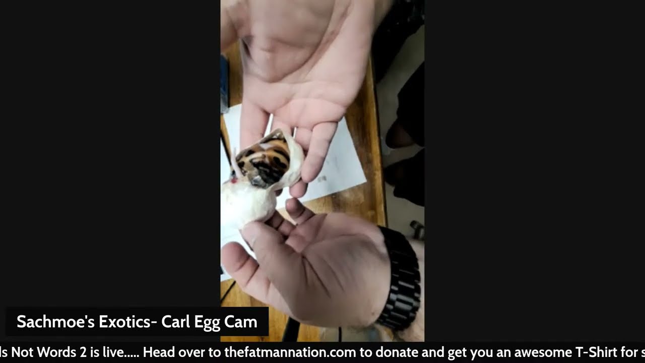 Live Egg Cutting