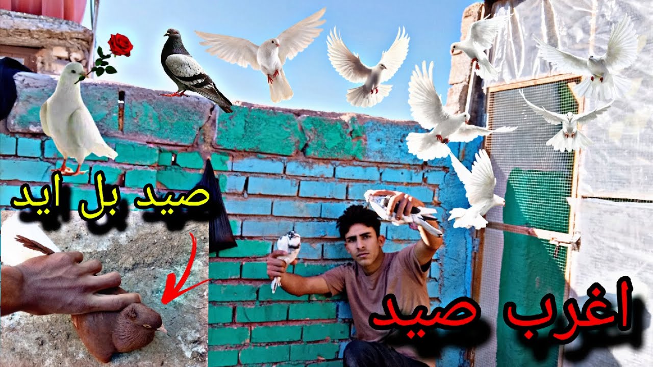 اغرب 😱صيد طيور🕊️