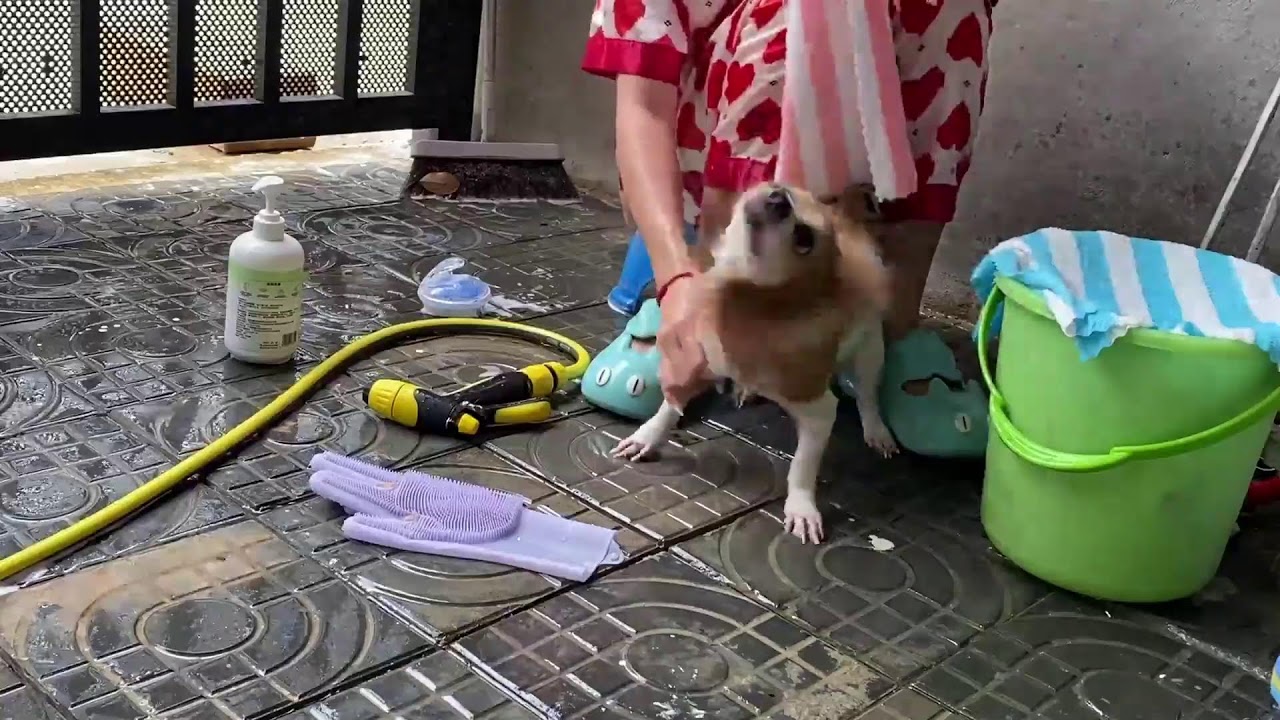 Supper for tiny paws