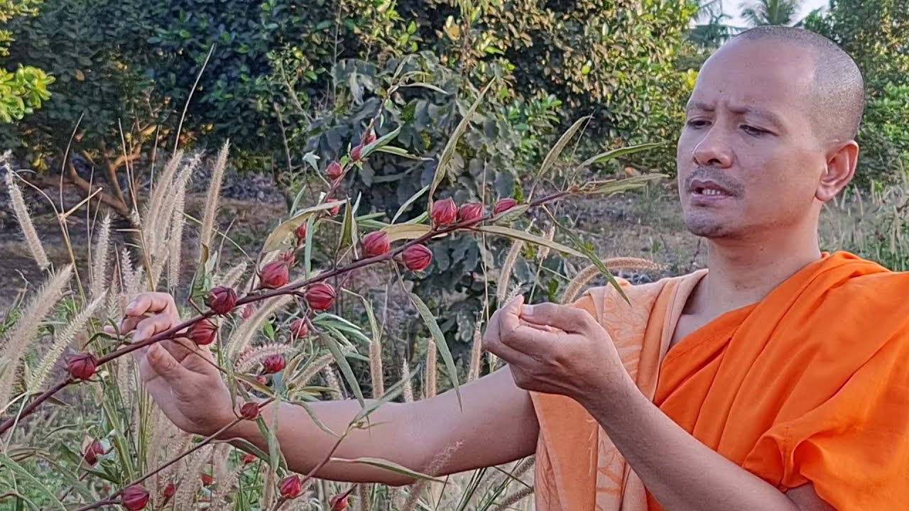 ដើមម្ជូរព្រឹក ខ្លះថា ម្ជូរល្មម នៅភូមិអូរពីរ ឃុំដងក្តារ ស្រុកស្ទឹងត្រង់ ខេត្តកំពង់ចាម 15/12/2020 🇰🇭