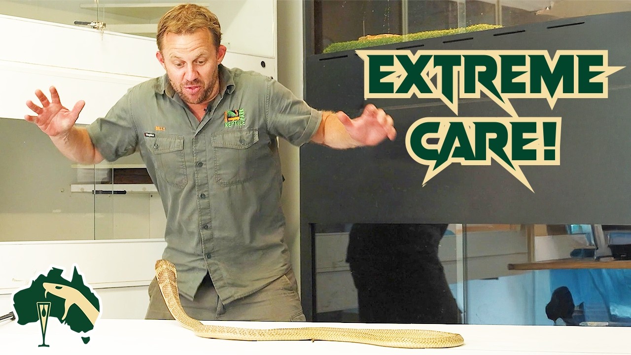 WEIRDEST Exotic Snakes Getting Health Checks! | Venom Diaries