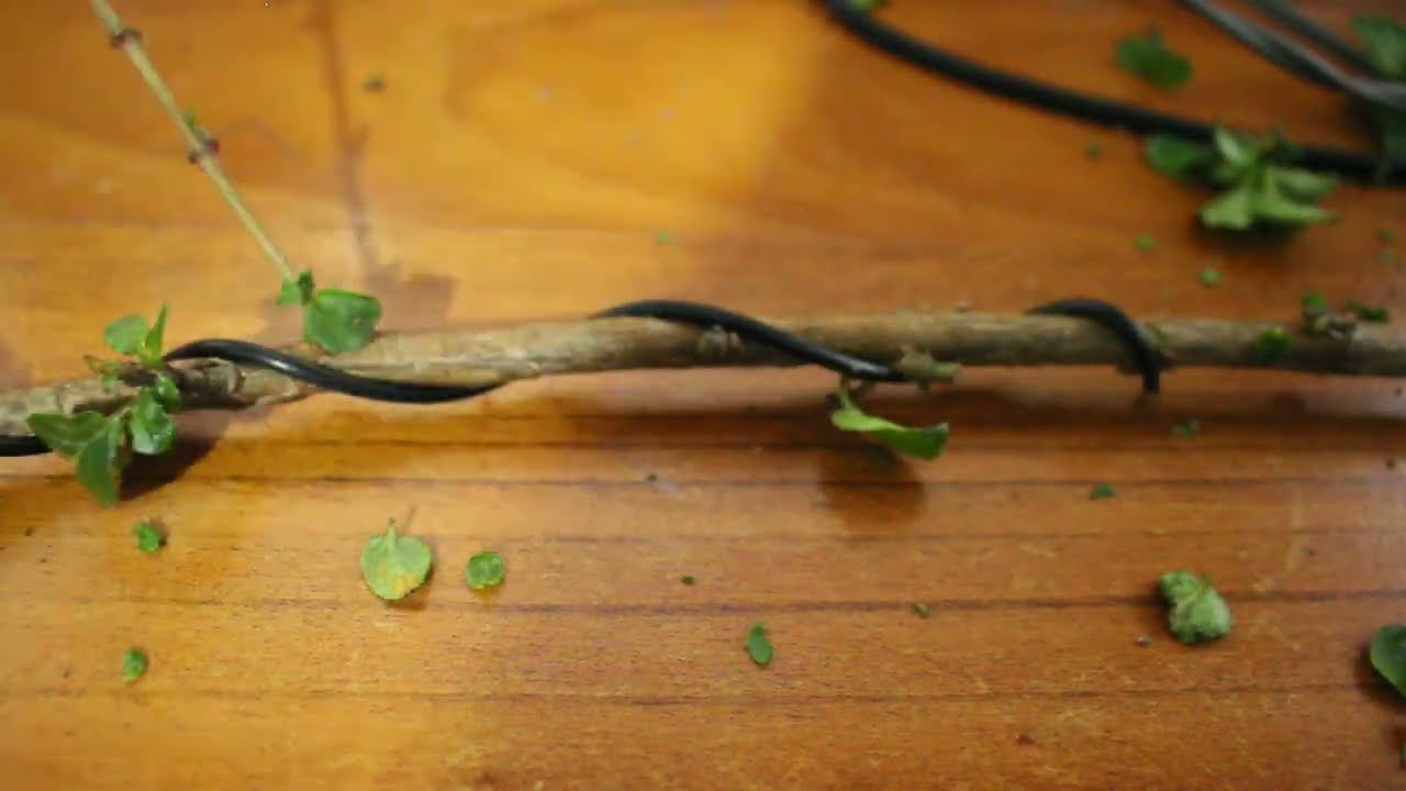 Bonsai: Why you bend the wire and not the branch