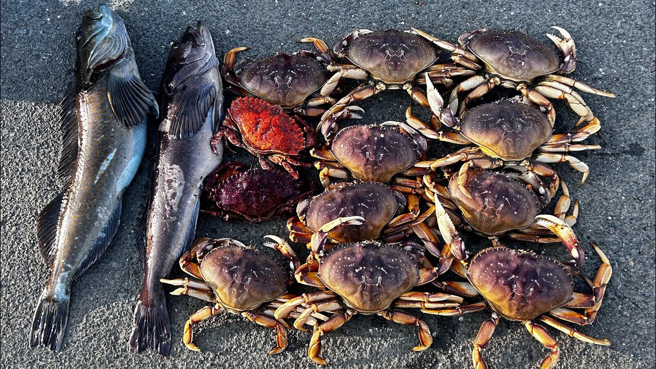 12/6/25 Crabbing and rockfish/lingcod trip out in Bodega Bay!