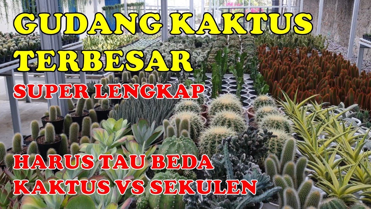 TANAMAN HIAS CANTIK MURAH MERIAH COCOK UNTUK INDOR DAN OUTDOR