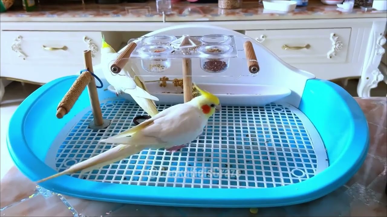 Adorable Cockatiels' Cute Moments ✨ #cockatielscraze