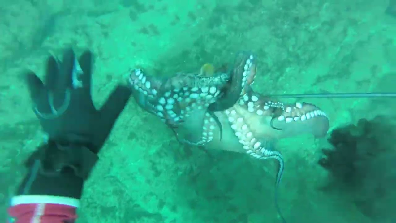 131st video - A rare encounter