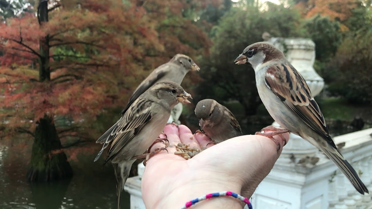Gorriones en el Parque del Retiro de Madrid.