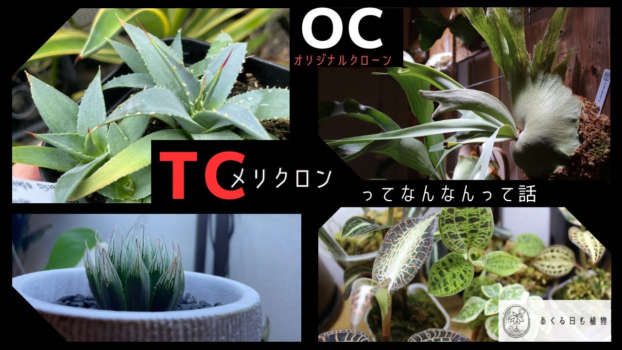 OCとかTCとかなんなん「メリクロンについて本気出して考えてみた」
