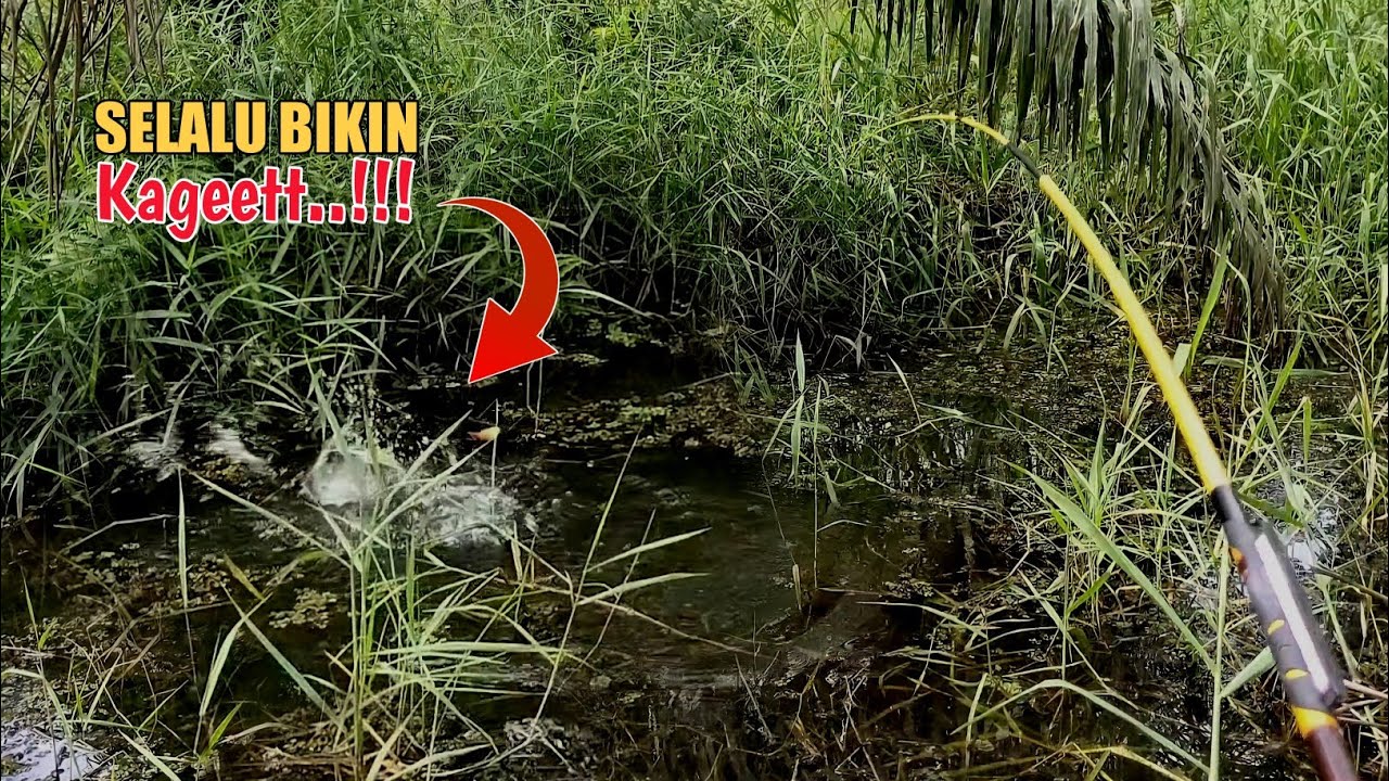TARIKANNYA SUSAH DI TEBAK..!!! || MANCING TEGEK DI KANAL KEBUN KELAPA SAWIT