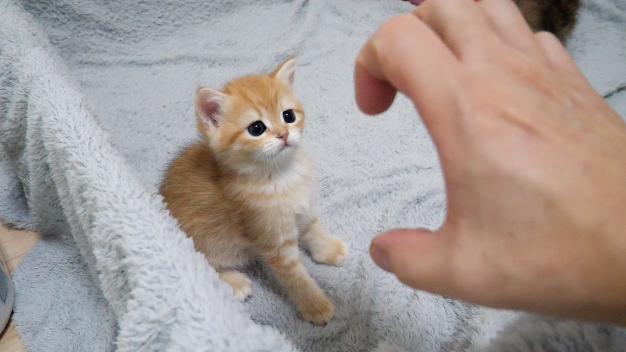 Cute little kitten that got a little scared by its owner's hand...