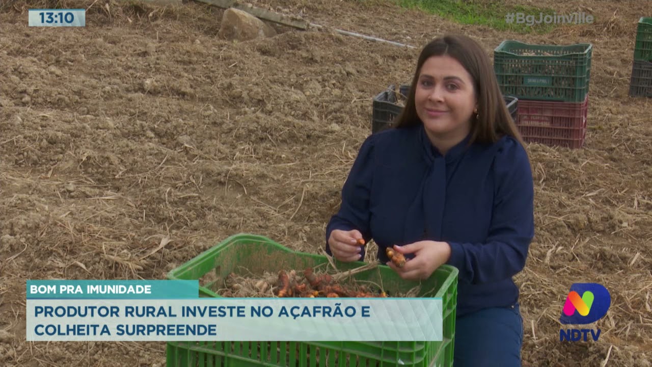 Bom pra imunidade: Produtor rural investe no açafrão e colheita surpreende