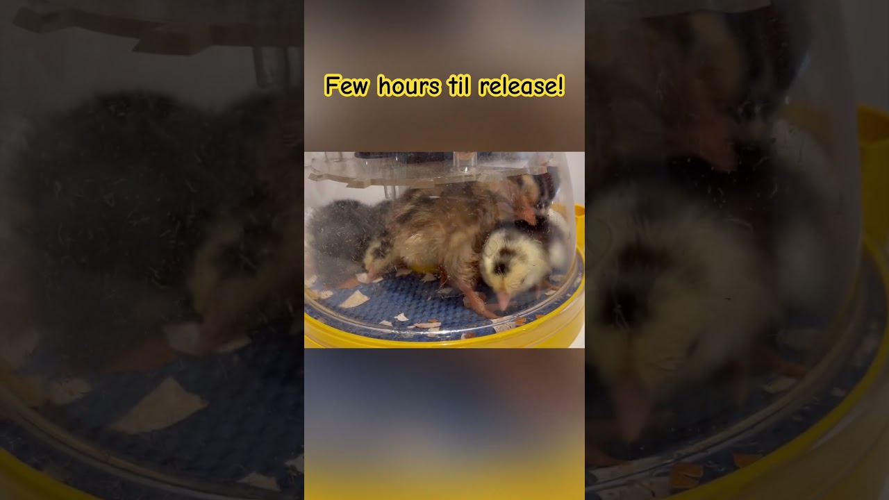 Incubation period ending! 