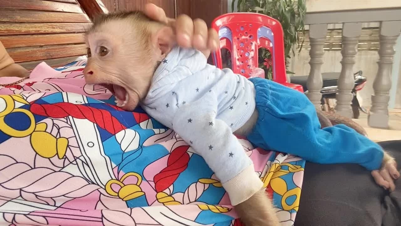Awe! DAM Has A Huge Yawn Sleepy With Mommy ON Folding Chair