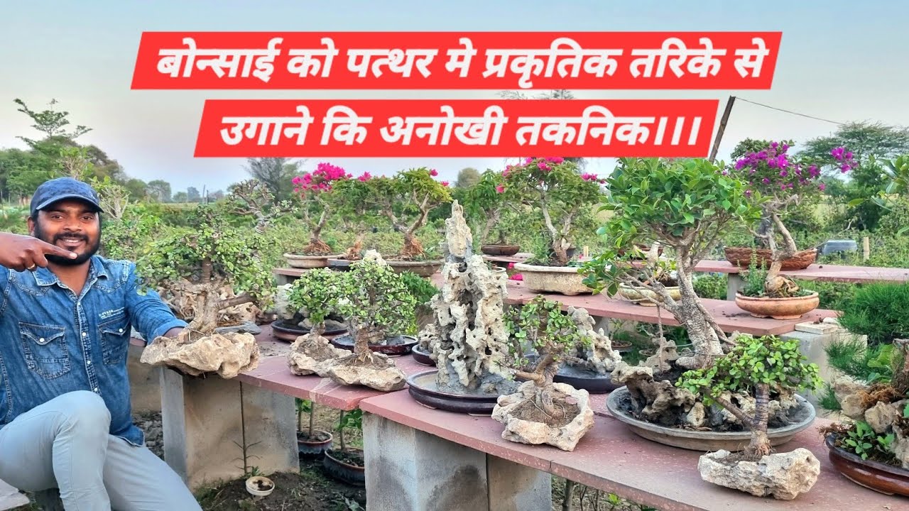 बोन्साई को पत्थर मे प्रकृतिक तरिके से उगाने कि अनोखी तकनिक सीखें।।।