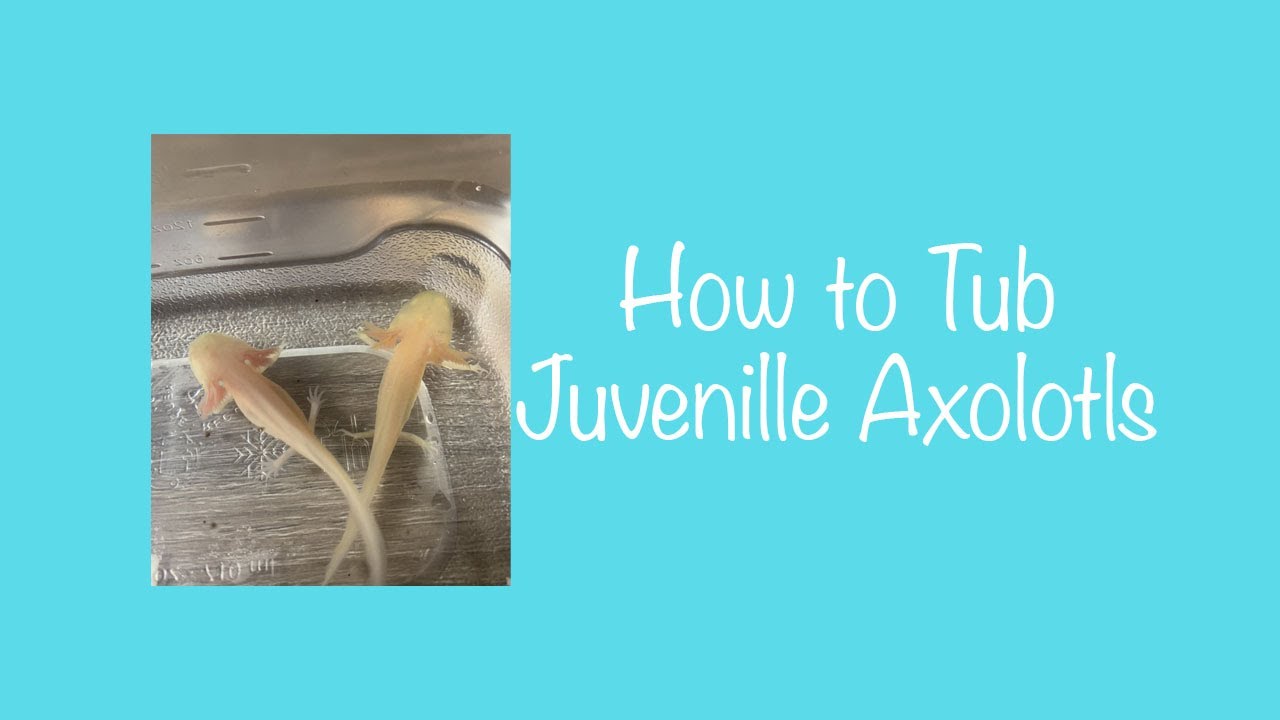 How to Tub a Juvenile Axolotl