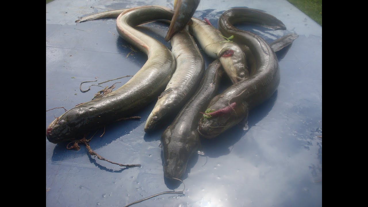 Une pêche incroyable du jamais vu en rivière