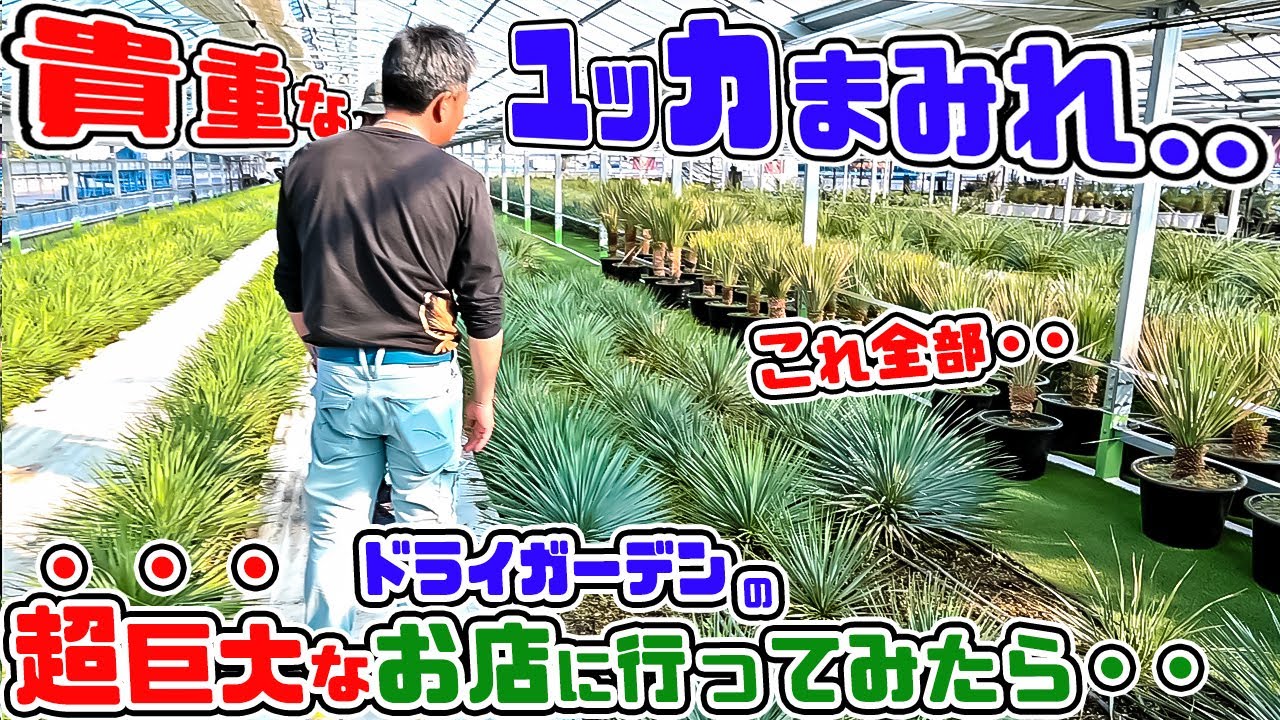 【アガベ・ユッカ】が凄すぎるｯ!噂の巨大ドライガーデン施設に行ってみたら・・(後編)【ANOTHER PLANTS】【🌵コバアミーゴのドライガーデンの世界🌵】
