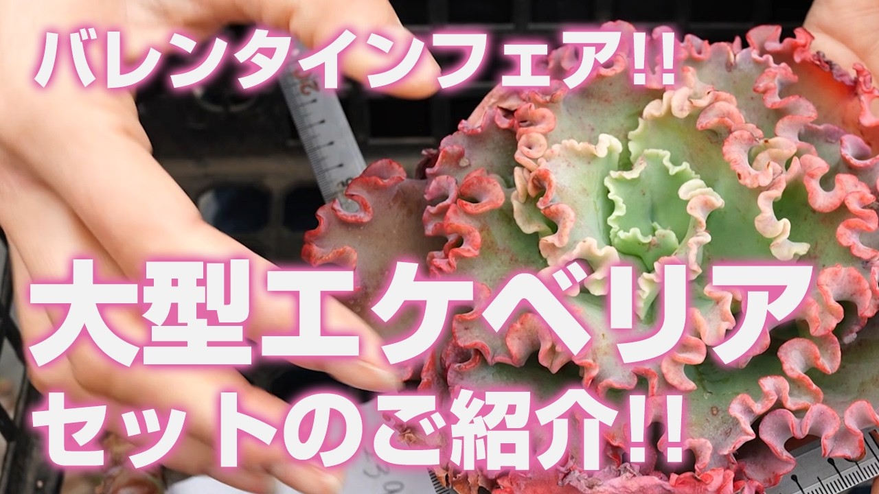 【多肉植物】バレンタインフェア!!大型エケベリアセットのご紹介!!【succulent】トロピカルガーデン
