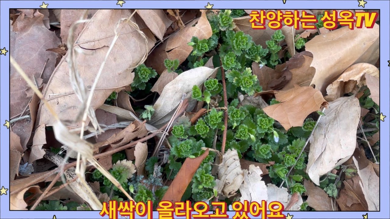 봄이 오려나요 #보리 #마음을 열어