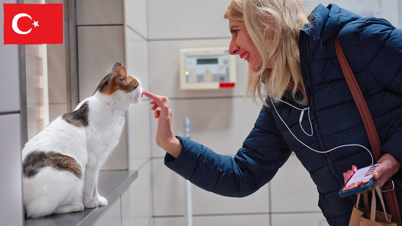 駅とショッピングモールだけで撮ったイスタンブール猫動画