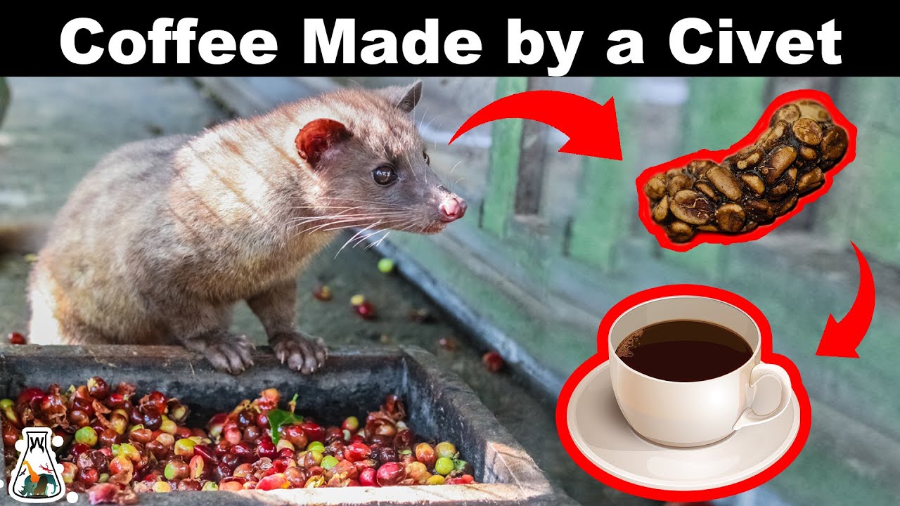 Как производится самый дорогой кофе?