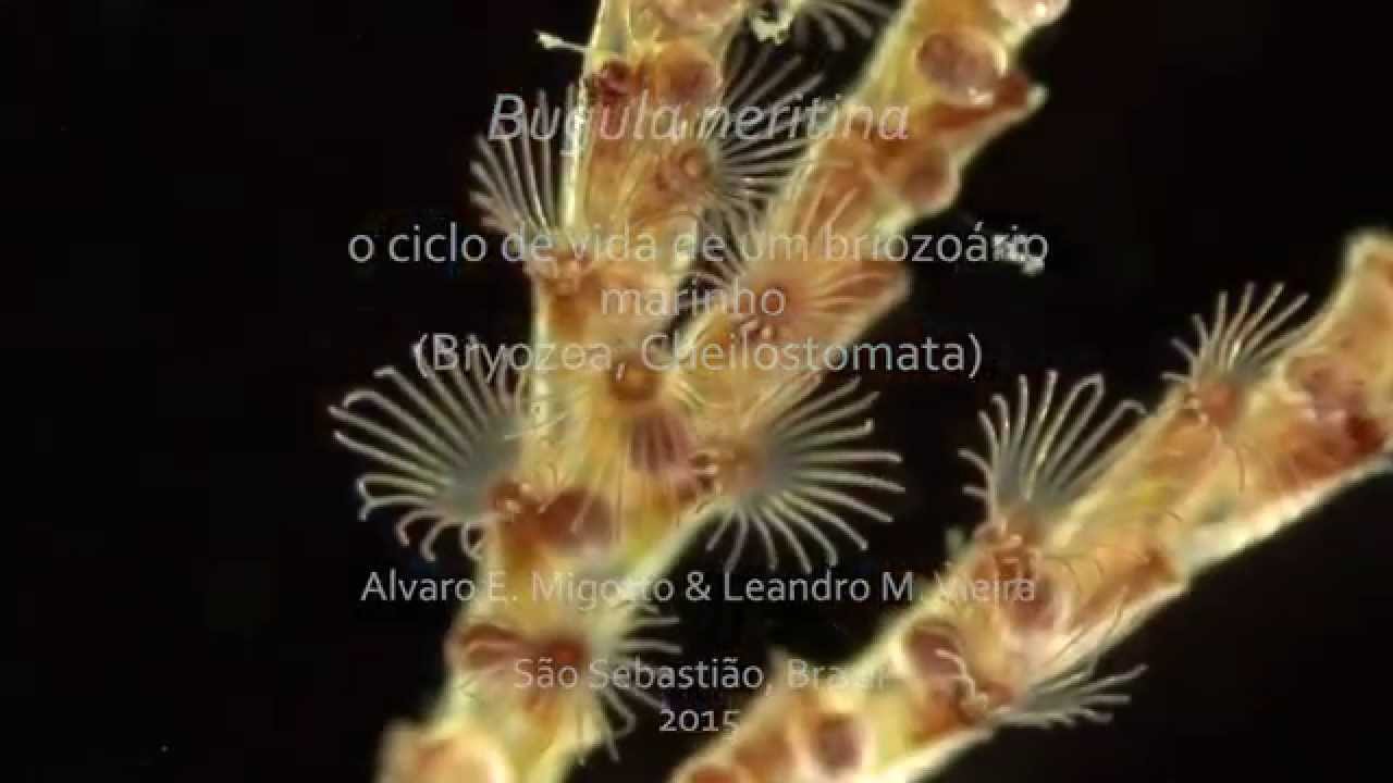 Bugula neritina - o ciclo de vida de um briozoário marinho