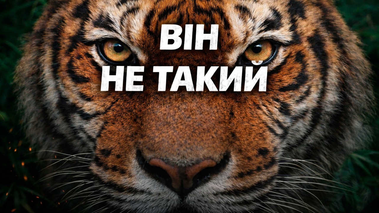 ТИГР БЕЗ МІФІВ: правда про НАЙНЕБЕЗПЕЧНІШОГО хижака планети