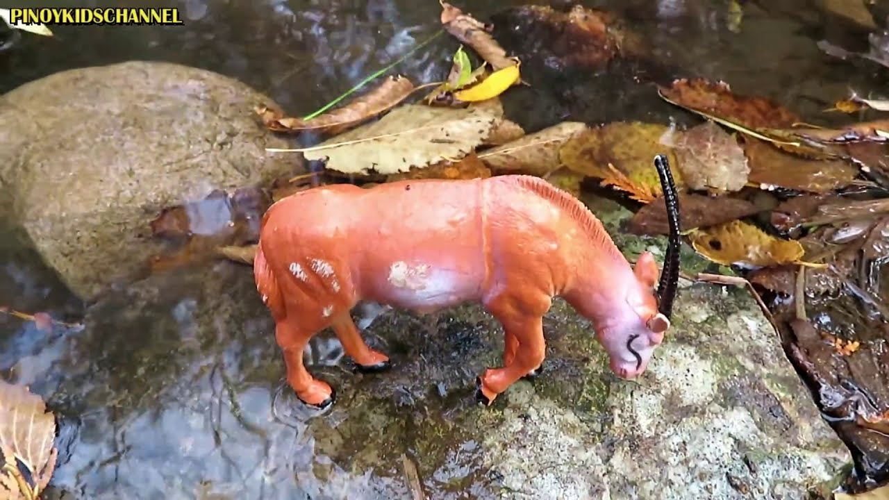 Muddy Zoo Animal Toys Getting Washed - video lanka narammala