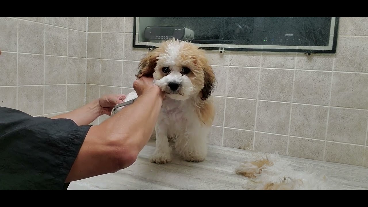 Difficult Doggie groom Bichon/Shih-Tzu puppy's 1st groom, fidgety, moves around a lot