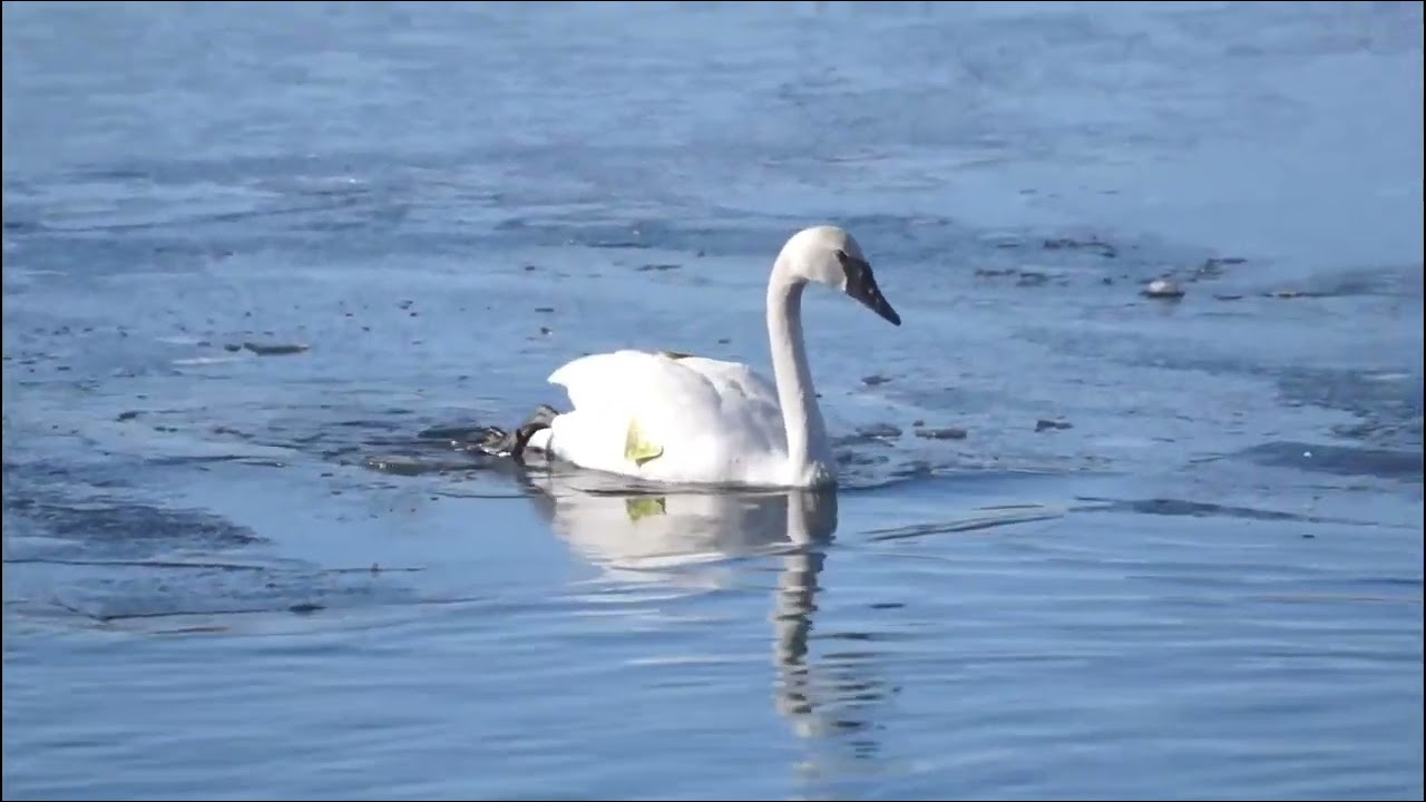 Mink foraging next to a Swan slipping on the ice @ Humber Bay Park