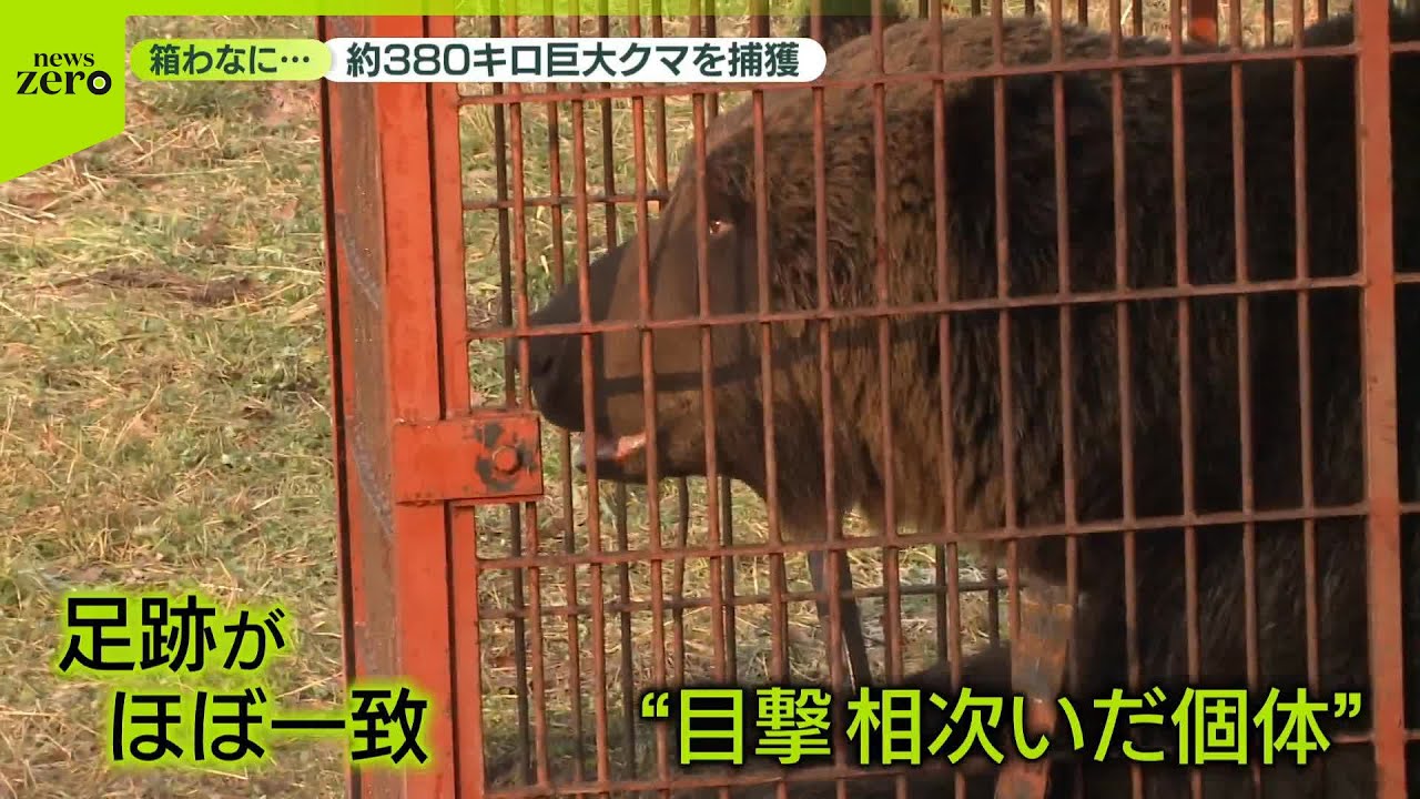 【体重約380キロのクマ駆除】箱わなに…　専門家「まだ太れていないクマも」引き続き出没警戒を