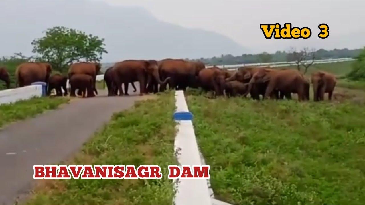 #BHAVANISAGAR Dam (video-3)| Elephant family|sathyamangalam forest