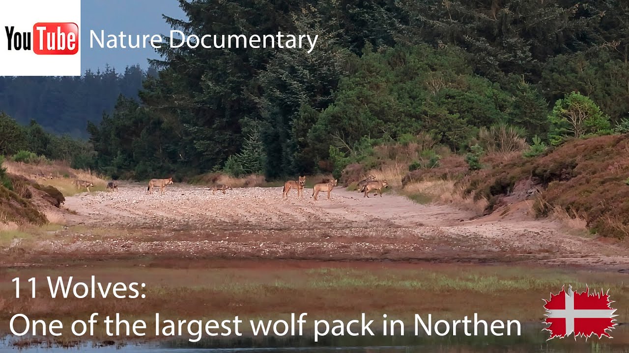 11 Wolves: One of the largest wolfpacks in Northern Europe