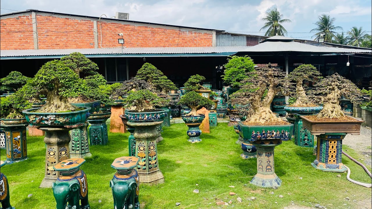 Khủng khiếp với dàn mai chiếu thủy hàng  chất lượng cao tại vườn Bonsai Ánh Cái Mơn.#0975282803