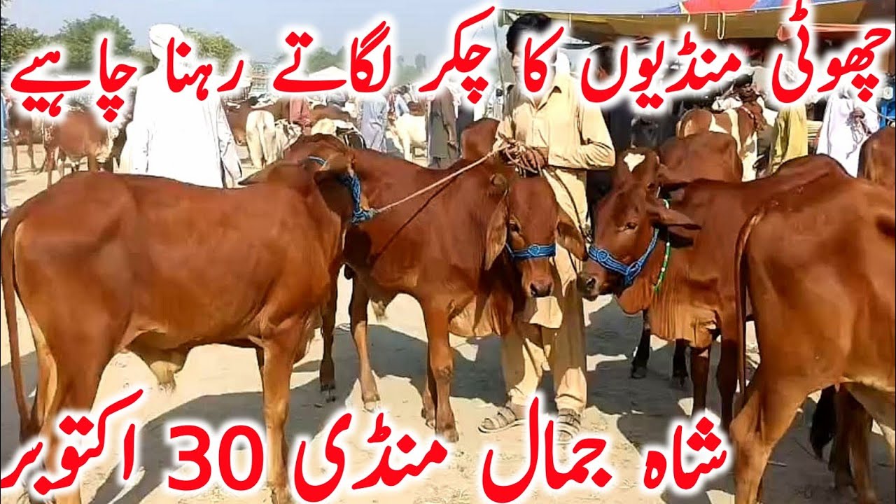Shah Jamal Cow Mandi Today Fresh Video | Cholistani Sahiwal Bachre Bachri || Global Village Farming 