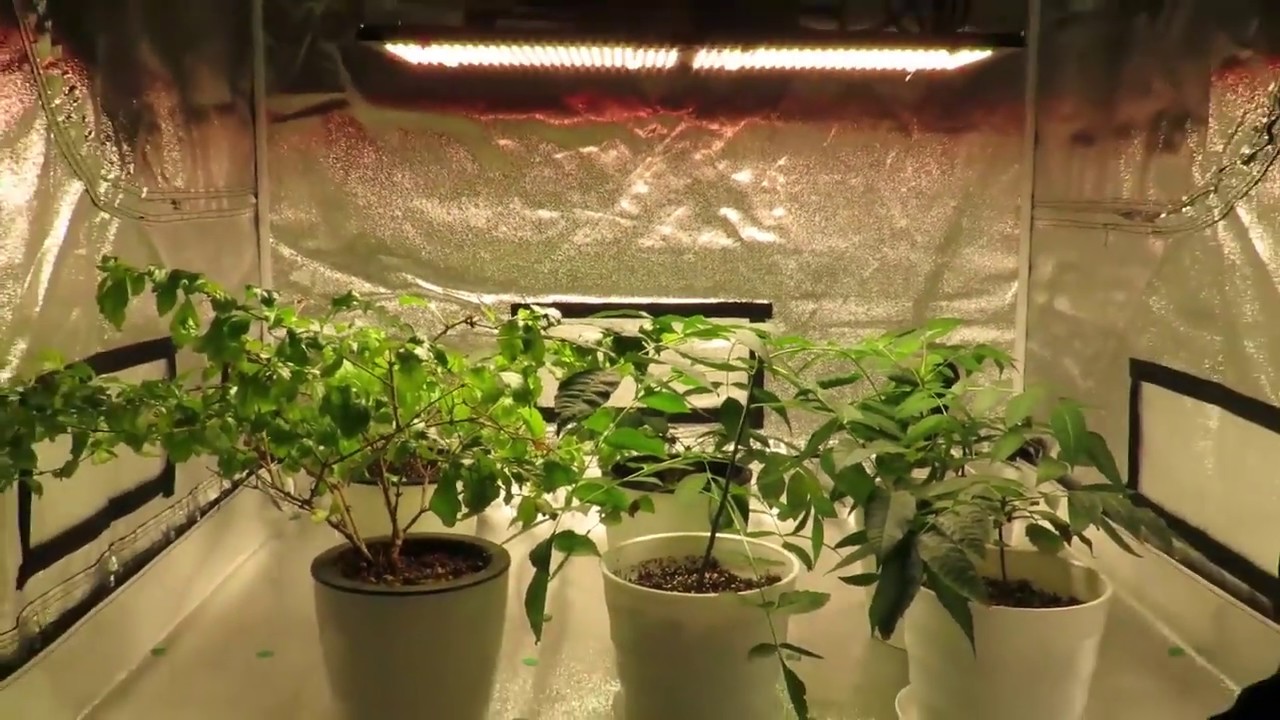 Koray Samsung lm301b quantum board 240w led grow light