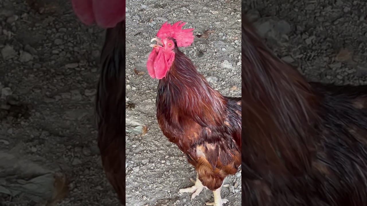 ￼ gallo cantando #backyardchickens #animalsounds #rooster