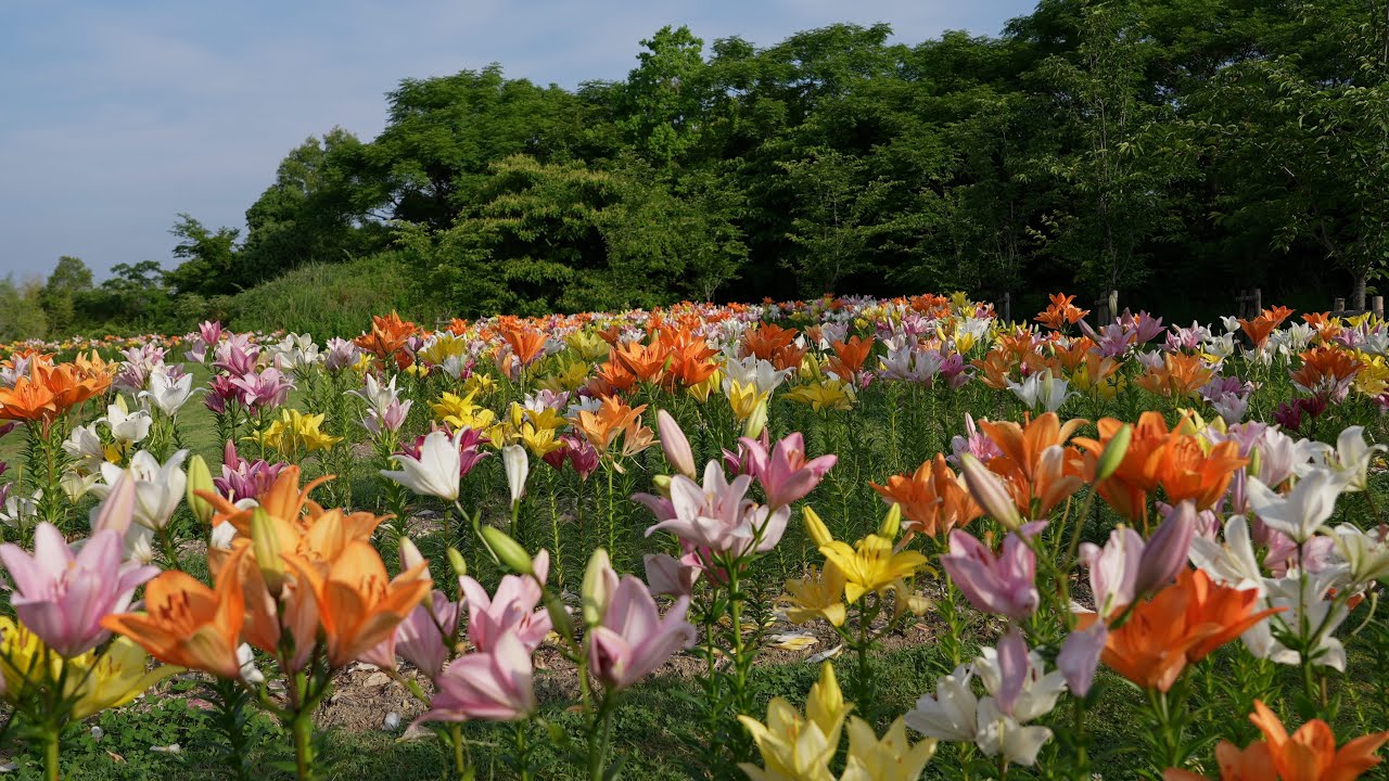 岸和田市 とんぼ池公園　ユリロード　2024年6月12日