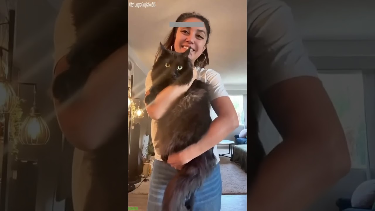Funniest Cat 🙀 funny cats meme 🐱 # Episode 2558