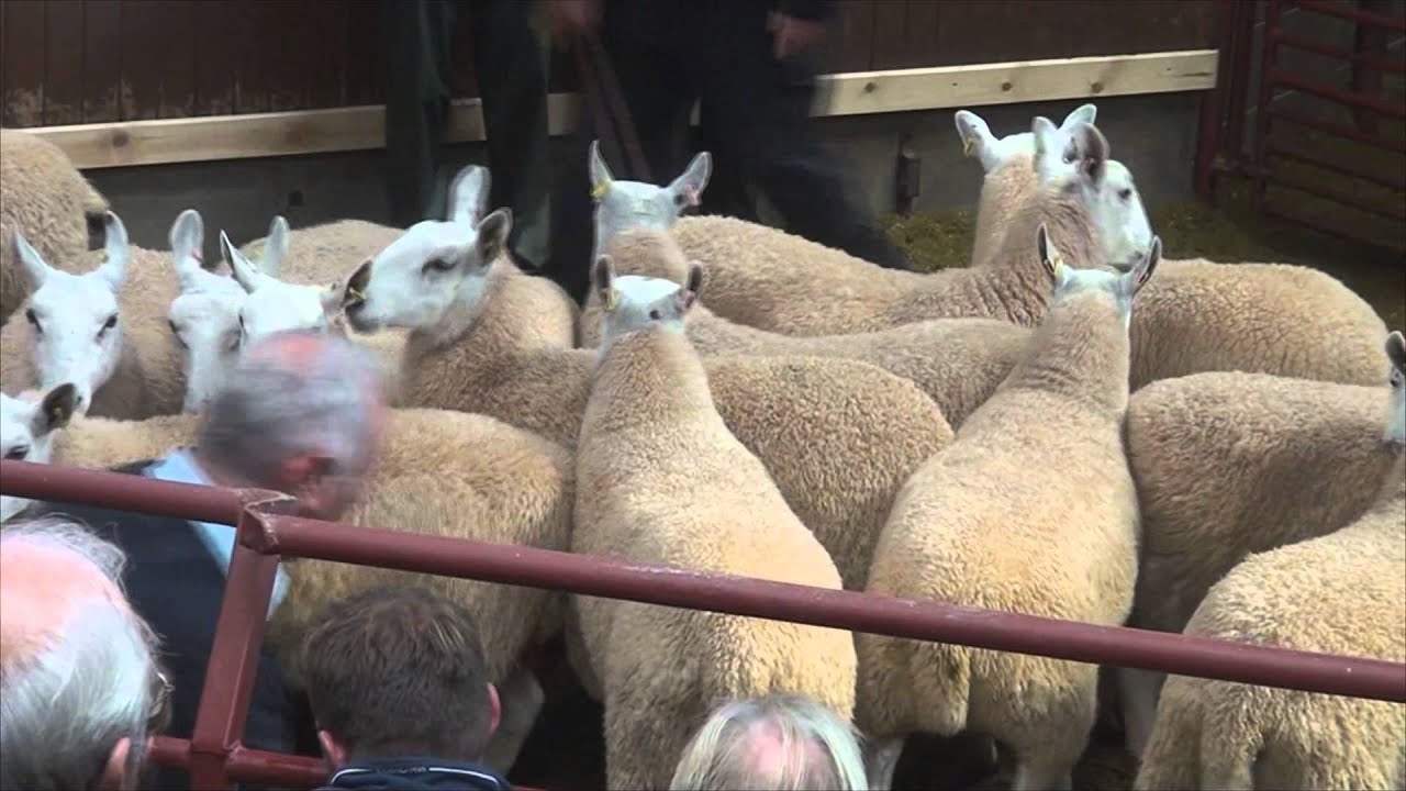 Longtown Mart Cheviot Mule Sheep Breeding Sale - August 26th 2014