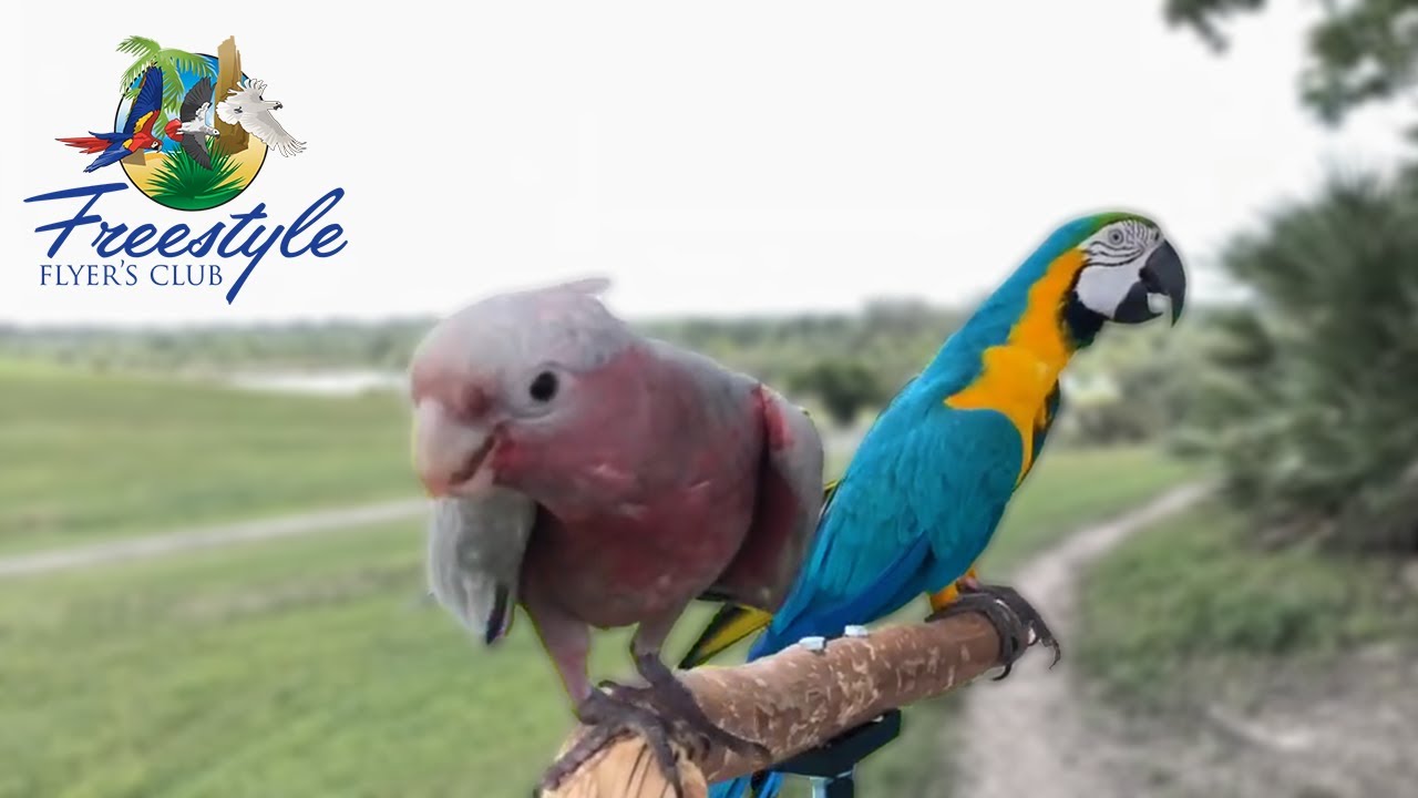 Will Vicky The Galah Come Back? | Flying a Cockatoo Outside For the FIRST TIME EVER