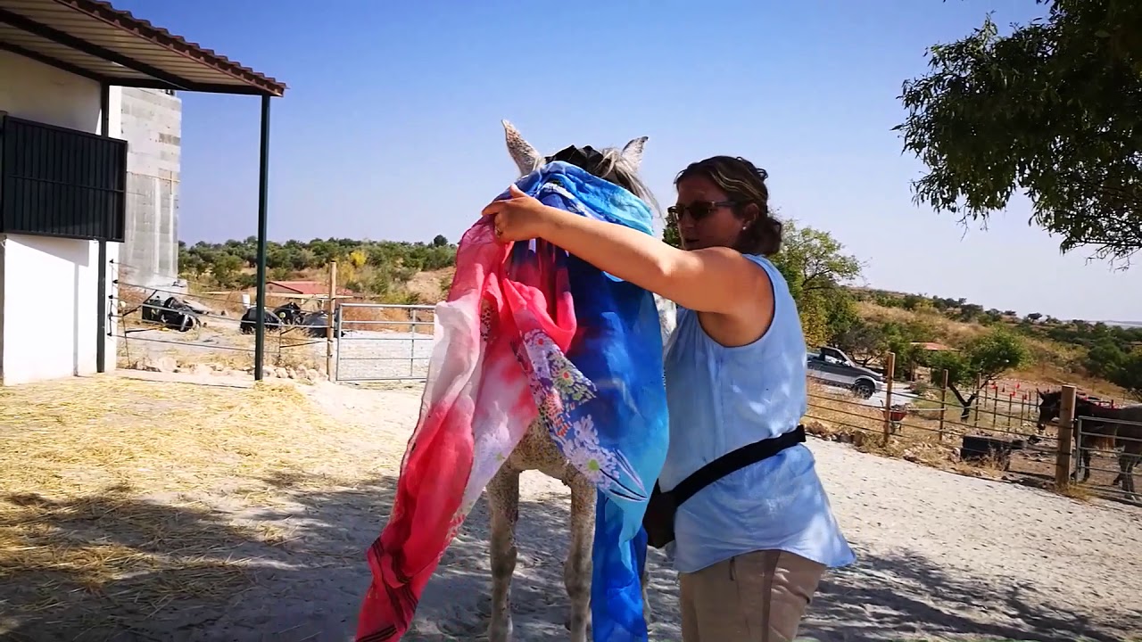 How to Re train the head collar