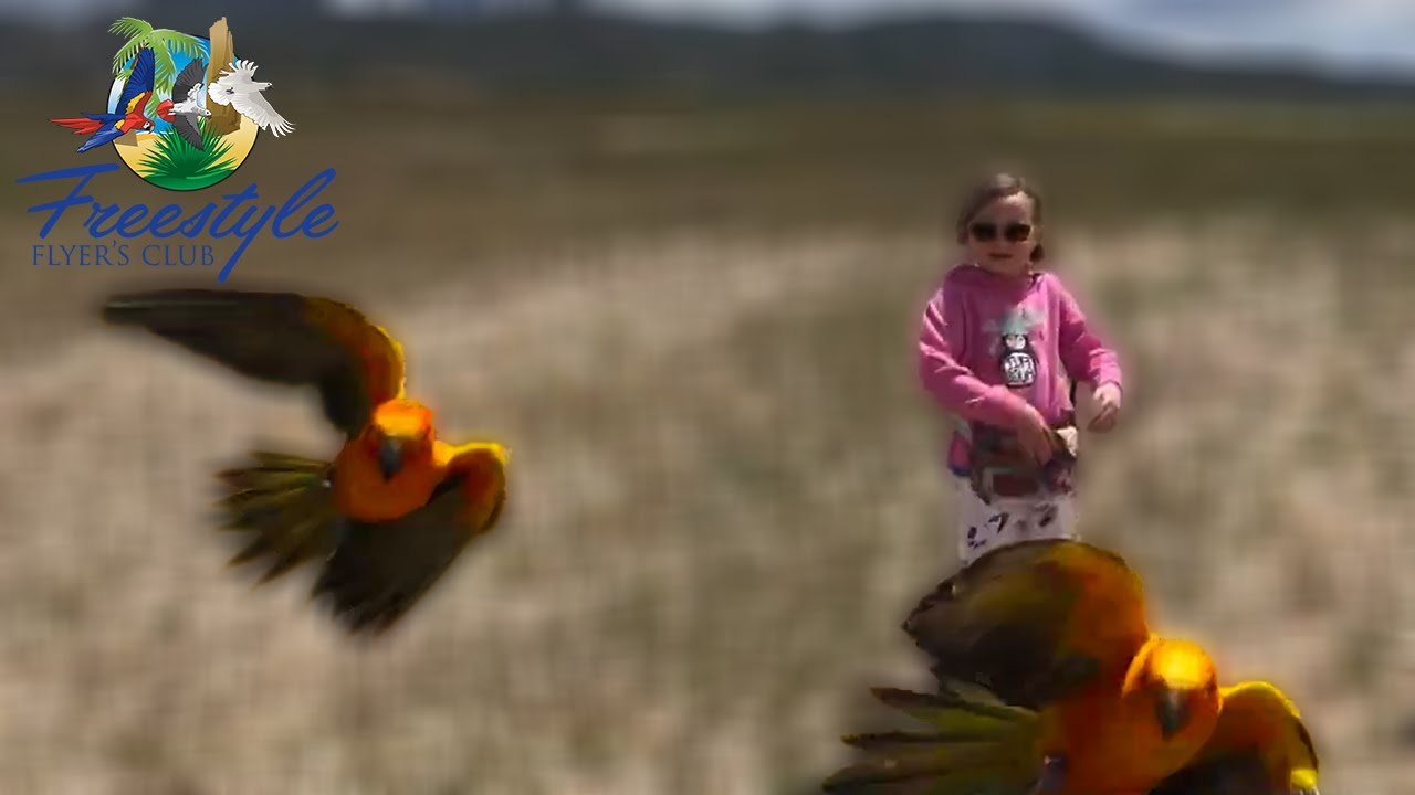 6yr Old Girl With Free Flight Trained Sun Conure Parrots