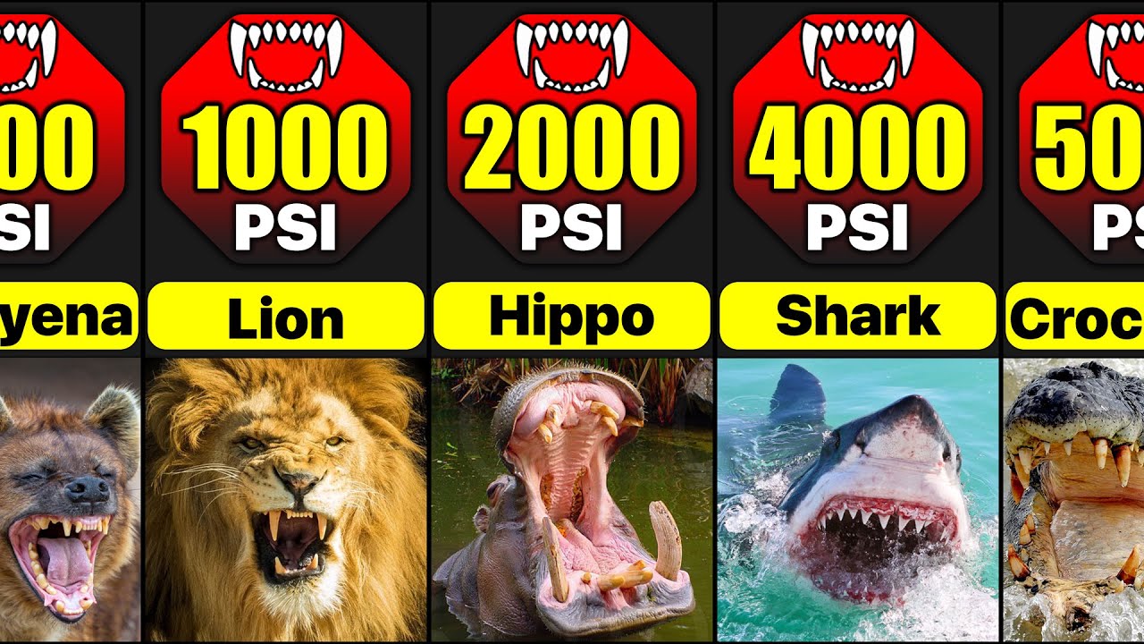 Most Powerful Bites In Animal Kingdom | Comparison