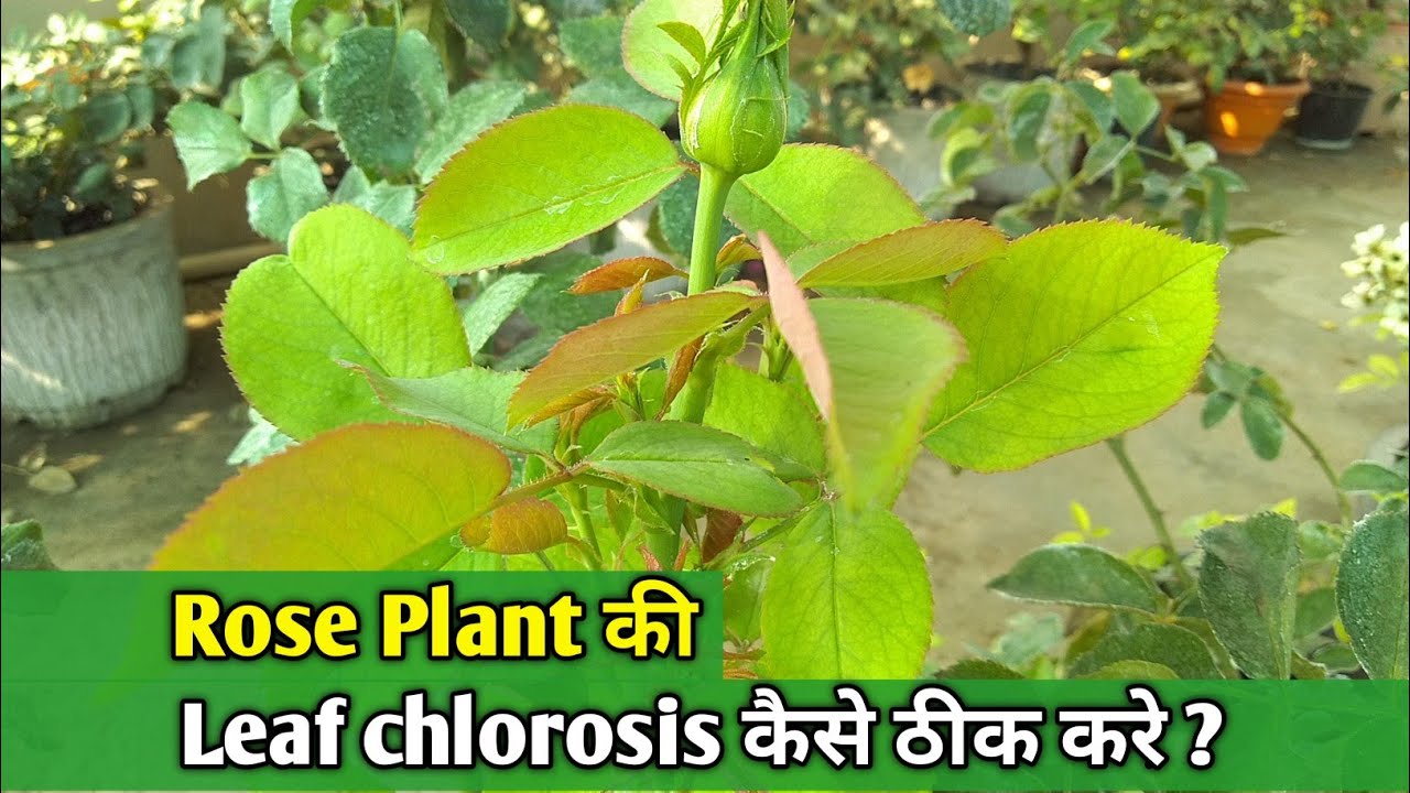 Rose Plant Leaf Yellow हो रही? Iron Deficiency का Exact Solution