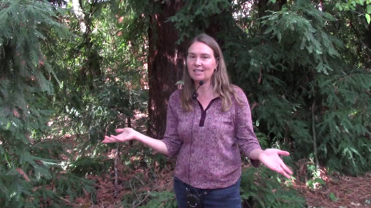 Redwood & Yew