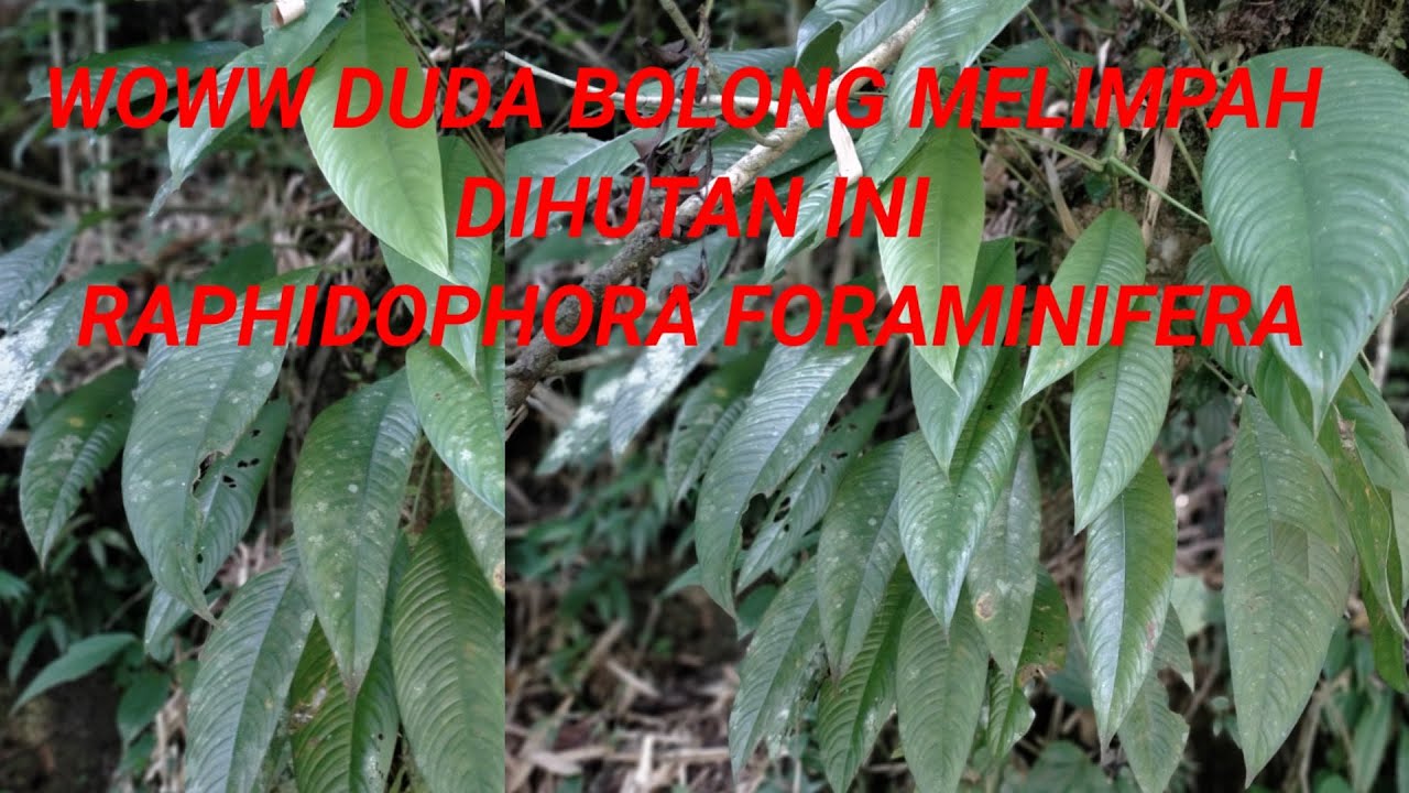 Ibu ini benar benar nekaat....Woww sarangnya duda bolong raphidophora foraminifera dihutan ini